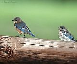 Eastern Bluebirds (adult female and fledgling)