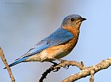 Eastern Bluebird (adult male)