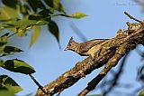 Tufted Titmouseborder=