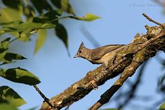 Tufted Titmouse