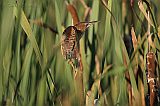 Least Bittern