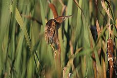 Least Bittern