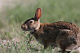 Eastern Cottontail with ear ticks