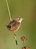 Sedge Wrenborder=