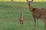 White-tailed Deer (doe and fawn)