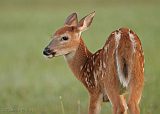 White-tailed Deer