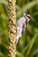 Downy Woodpecker