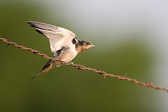 Barn Swallow