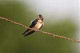 Barn Swallow