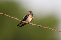 Barn Swallow