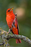 Summer Tanager