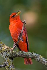 Summer Tanager