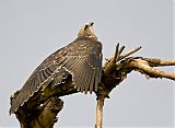 Mississippi Kite