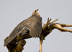 Mississippi Kite