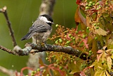 Carolina Chickadee