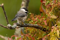 Carolina Chickadee