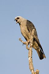 Mississippi Kite