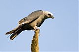 Mississippi Kite