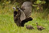 Wild Turkey