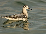 Red Phalarope in transition from juvenal to 1st basic plumage