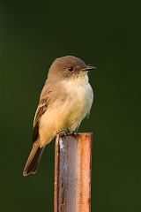 Eastern Phoebe