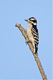 Downy Woodpecker