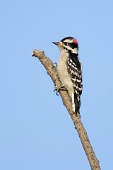 Downy Woodpecker