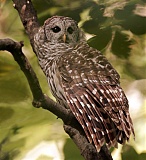 Barred Owlborder=
