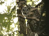 Barred Owl at dusk