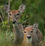 White-tailed Deer (doe and fawn)