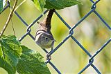 House Wren