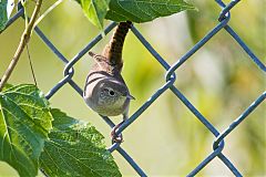 House Wren