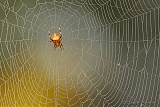 Orbweaver ... waiting