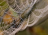 Spider Web on a Misty Morning