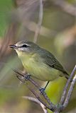 Philadelphia Vireo