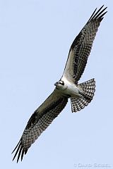 Osprey