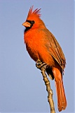 Northern Cardinal