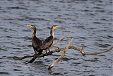 Double-crested Cormorantborder=