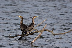 Double-crested Cormorant