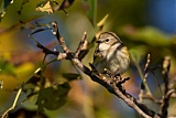 Yellow-rumped Warblerborder=