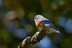 Eastern Bluebird