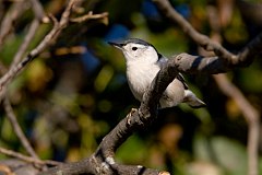 White-breasted Nuthatch