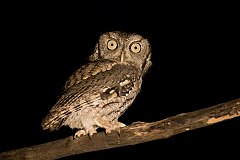 Eastern Screech-Owl