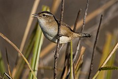 Marsh Wren