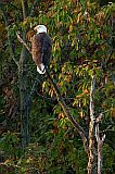 Bald Eagle (adult)