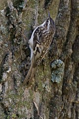 Brown Creeper