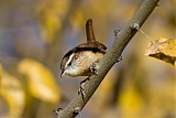 Carolina Wren