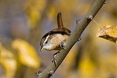 Carolina Wren