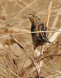 LeConte's Sparrow