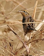 LeConte's Sparrow